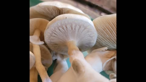 From non fruiting mycelium, to mushrooms
