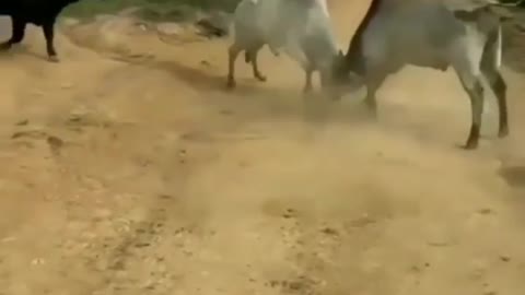 Bulls fighting