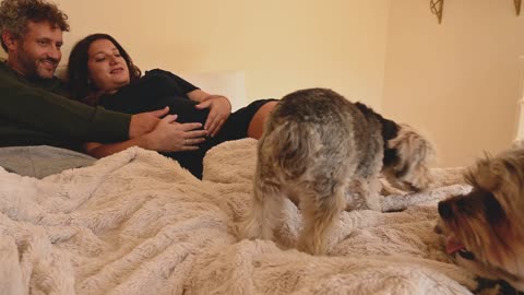Happy Pregnant Couple Relaxing on Bed with their Pet Dogs