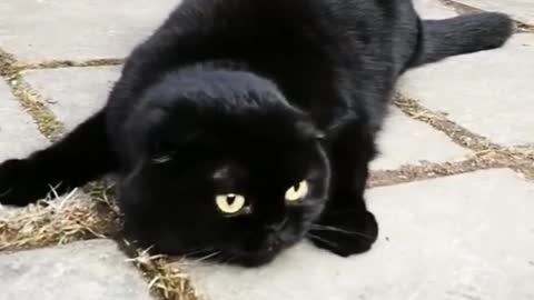 I met a black cat on the road, which made me laugh out loud