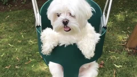 Happy puppy swings on swing set