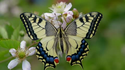 The Magical Journey of Life-The Butterfly's Sharp Change