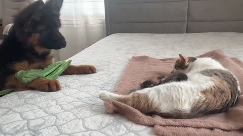 German Shepherd Puppy Meets Mom Cat with Newborn Kittens for the First Time