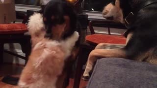 Fluffy white dog trying to make out with rottweiler gets rejected
