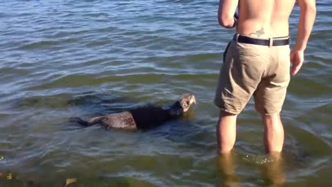 Wild sea otter swims up to man on Cadboro Bay beach