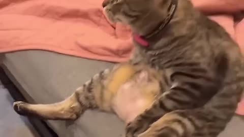 Cats funny video