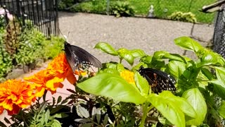 Two More Black Swallowtail Butterflies Late Spring 2021