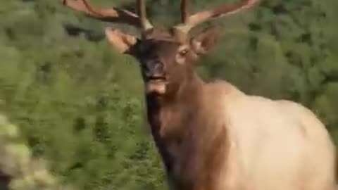 Nothing Like A Glunking Bull Elk