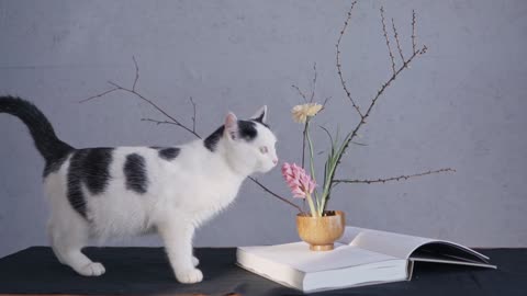 The cat tries to defeat the flower