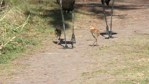 Sandhill Crane Chicks walking with their Parents