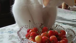 White Cat-chan's cherry-Choi Choi