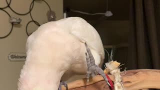 Meditate with a cockatoo