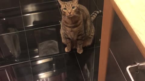 Curious Cat Gets Head Stuck In Treat Bin