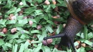 Amazing pattern on snail