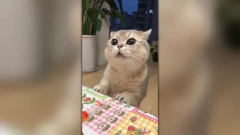 Funny pets Video 😂