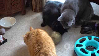 Cats vs. Laser Pointers: Hilarious Chase