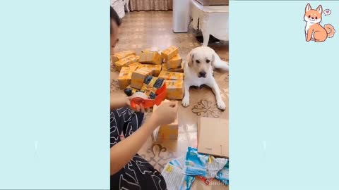 Funny And Smart Dog.You will smile while watch this video