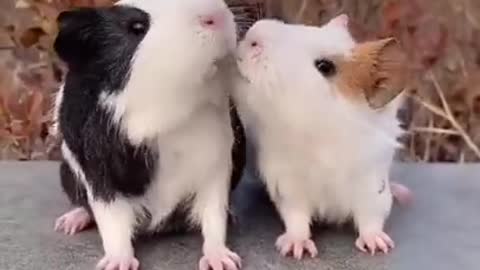 Lady and the Tramp Guinea Pig Edition Too Cute