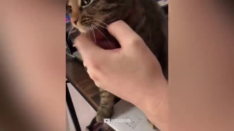 Funny Cats Reaction