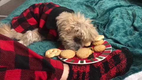 Dog🙂🙂 eating biscuits 🙂🙂🙂