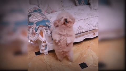 Cute pupy dancing new video clips.