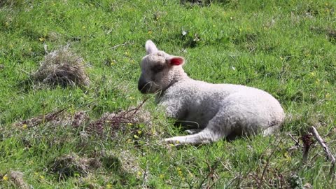 Cute lying lamb