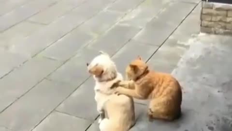 cat and dog friend