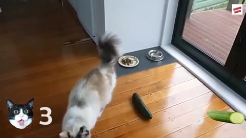 Cat vs cucumber