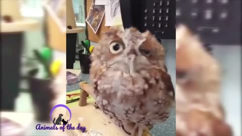 Baby owl likes petting too
