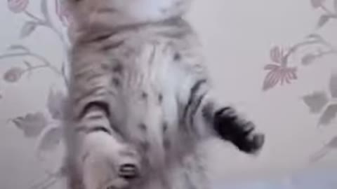 Lovely Cat, cats, funny cats, funny cat videos - Kitten is playing