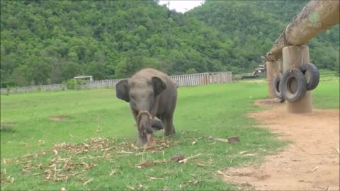 Baby elephants are beautiful