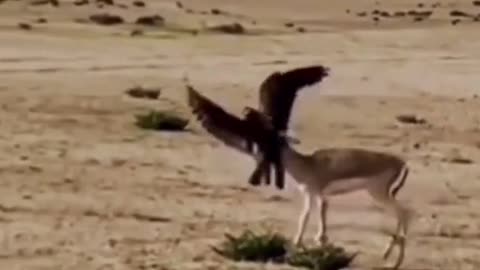 Eagle attack animal
