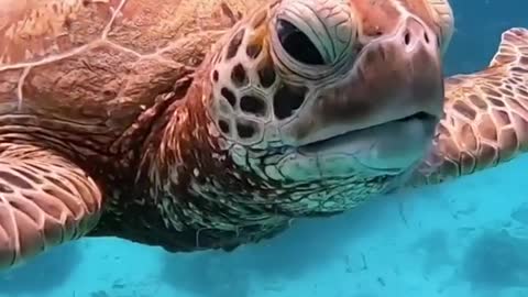 Giant turtle eating Jellyfish