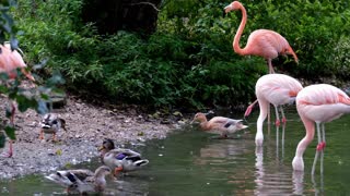 Flamingos and mallard ducks feed together
