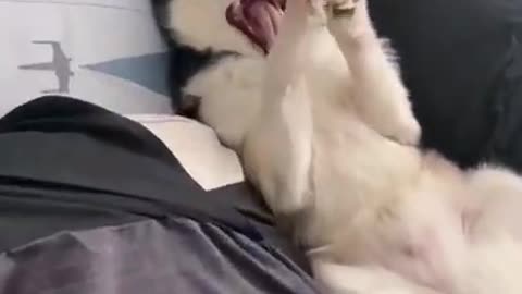 Cute husky pup laying on bed