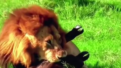 The poor buffalo calf was attacked by a lion