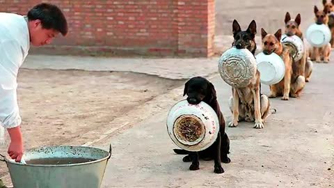 10 Best Trained & Disciplined Dogs in the World!