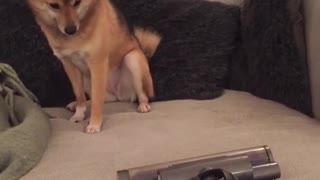Brown dog on sofa trying to bite vacuum cleaner