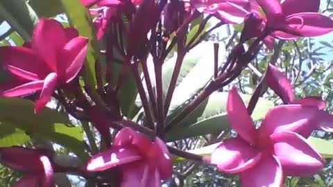 Um lindo cacho de flores plumerias vermelhas no parque, são lindas! [Nature & Animals]