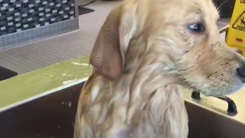 Golden Retriever Puppy Unenthused By Bath Time
