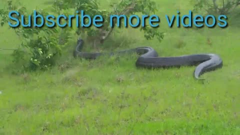 World big snake Anaconda 😱🐍