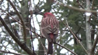 Purple Finch