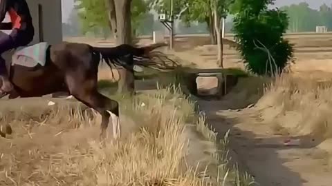 Horse jump | horse high jump | horse long jump
