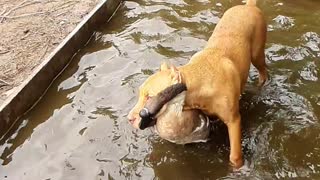 Animal Buddies Play in the Pool