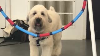 Teddy jumps through a hula hoop!