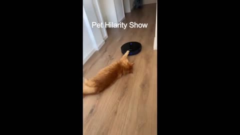Lazy vs. Fast: The Feline Comedy Showdown😺😂| funny cat moments😺 | funny pets😂|Funny cat videos😺