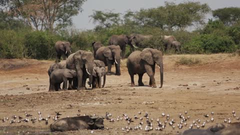 A family of African Elephants gathers along a river
