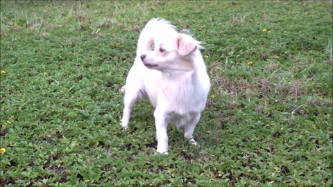 how dog reacts when seeing Stranger 27 - Running Barking | Viral Dog