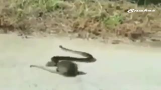 Snake in The Face of A Rat