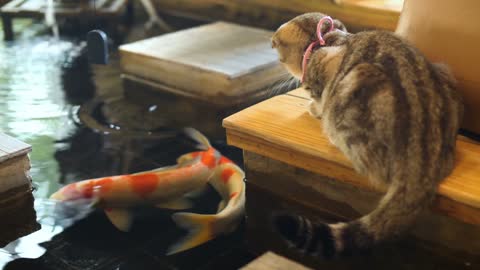 cat and fishes